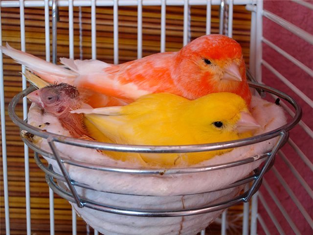 Содержание канареек и уход за ними в Чердыне