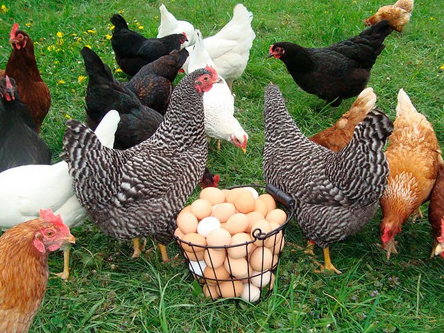 Содержание кур и уход за ними | ЗооТом - продажа, вязка и услуги для животных в Чердыне