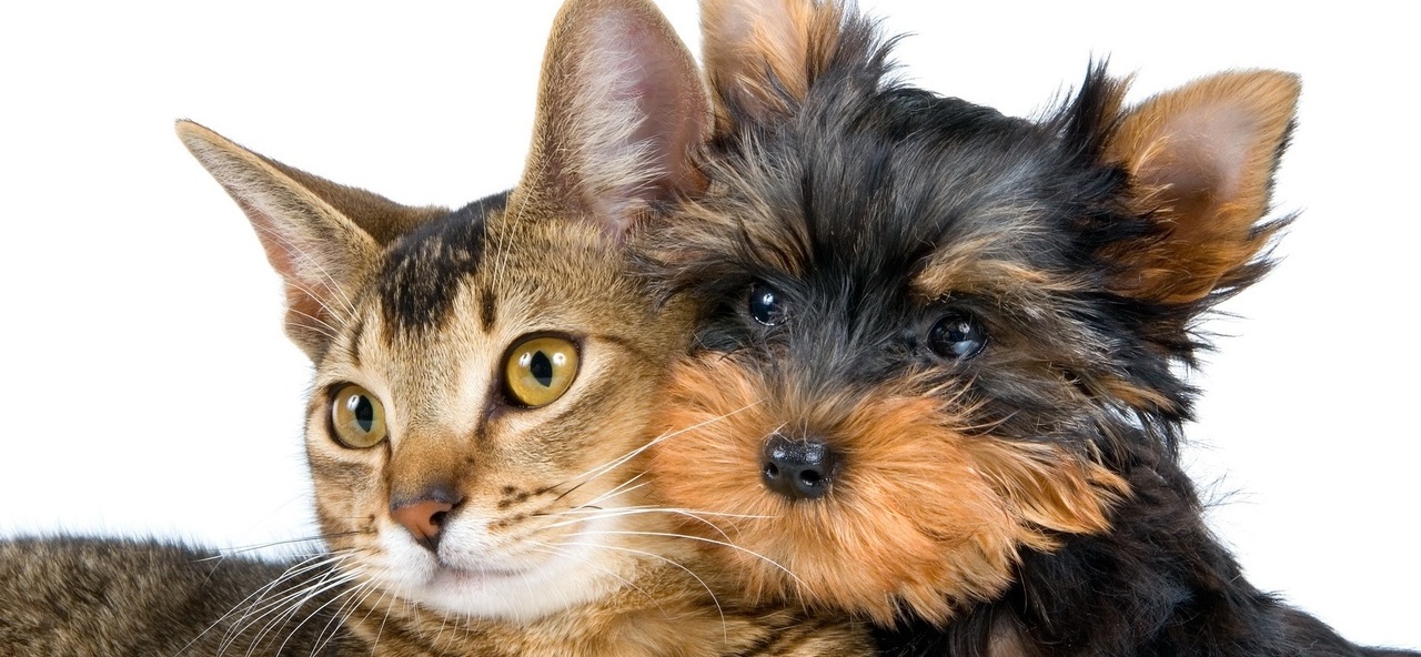 Доска объявлений о животных | ЗооТом - продажа, вязка и услуги для животных в Чердыне