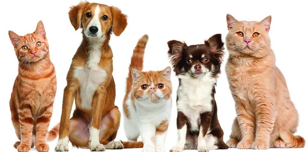 Доска объявлений о животных | ЗооТом - продажа, вязка и услуги для животных в Чердыне
