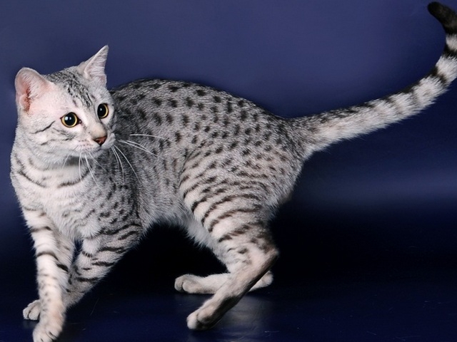 Породы кошек в Чердыне | ЗооТом портал о животных