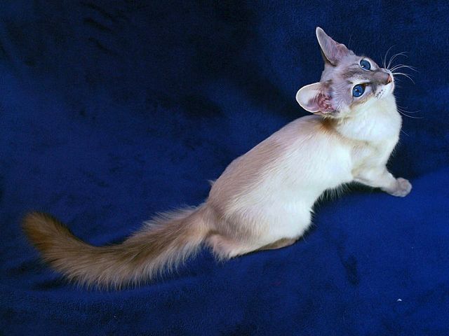 Выведенные породы кошек в Чердыне | ЗооТом портал о животных