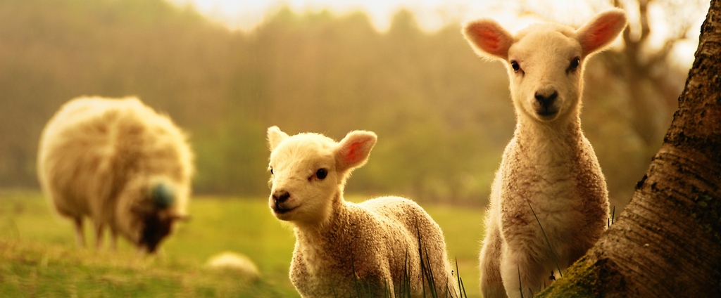 Объявления о сельскохозяйственных животных | ЗооТом - продажа, вязка и услуги для животных в Чердыне