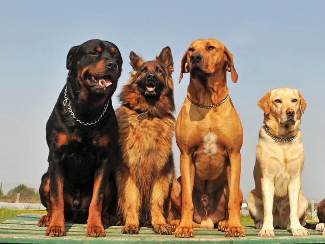Крупные породы собак в Чердыне | ЗооТом портал о животных